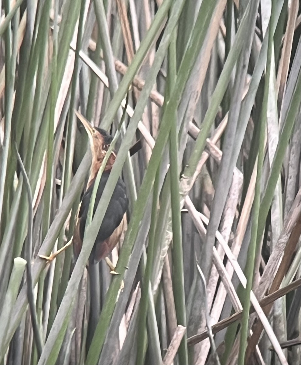 Least Bittern - ML642632070