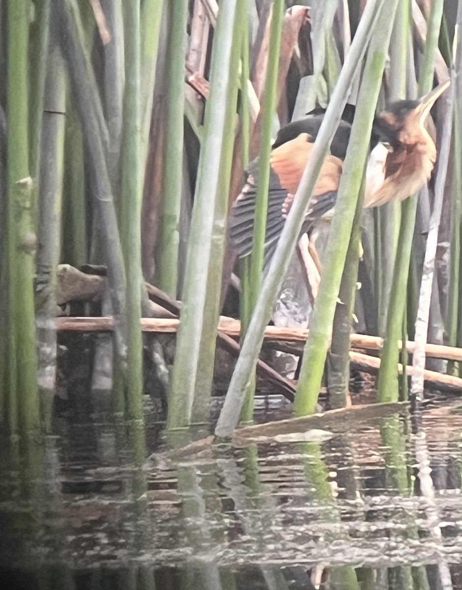 Least Bittern - ML642632071