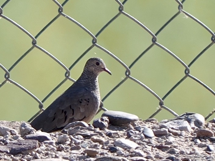 Sperlingstäubchen - ML642632075
