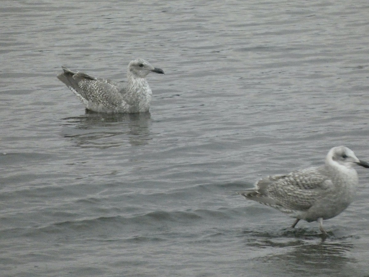Glaucous-winged Gull - ML642632076