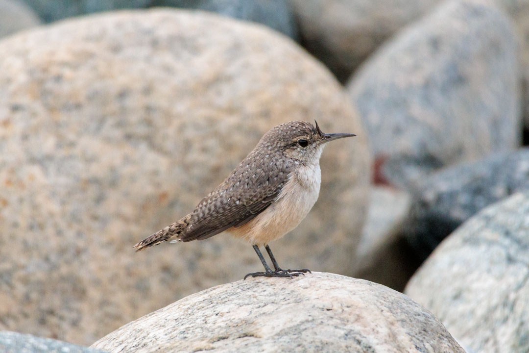 Rock Wren - ML642632084