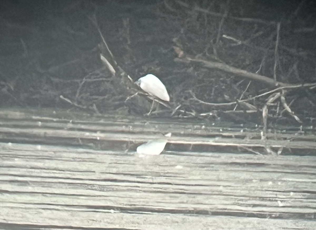 Little Blue Heron - ML642632088
