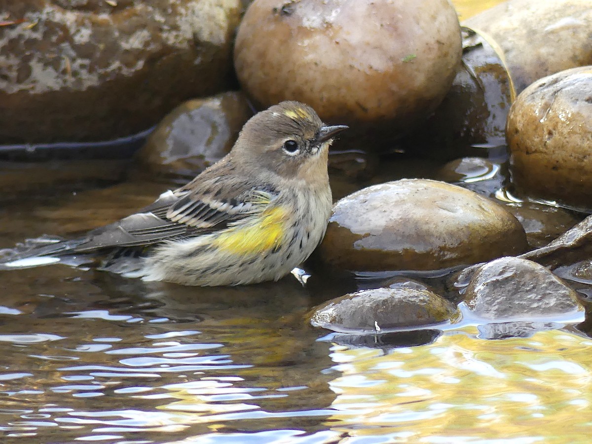 Paruline à croupion jaune (coronata) - ML642632089