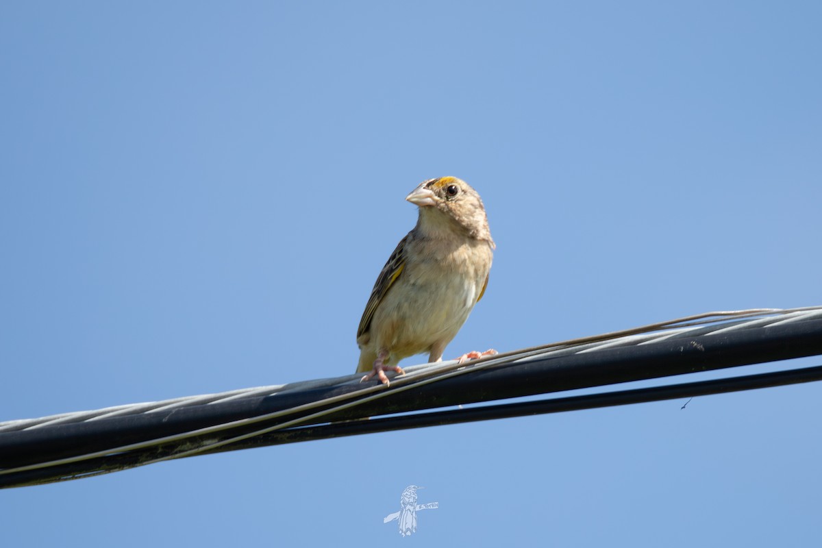 Grasshopper Sparrow - ML642632093
