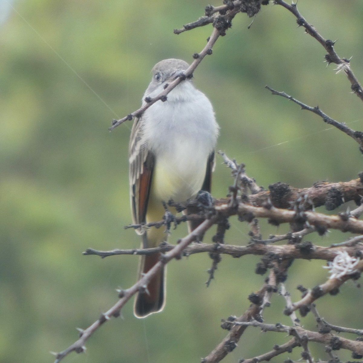 Ash-throated Flycatcher - ML642632100