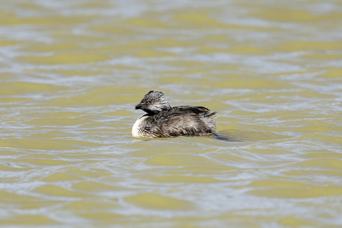 シラガカイツブリ - ML642632102