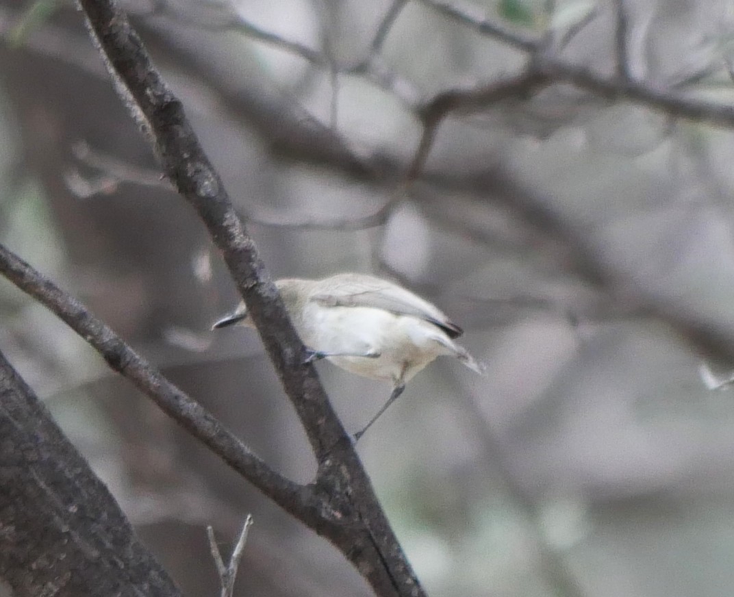 Western Gerygone - ML642632104