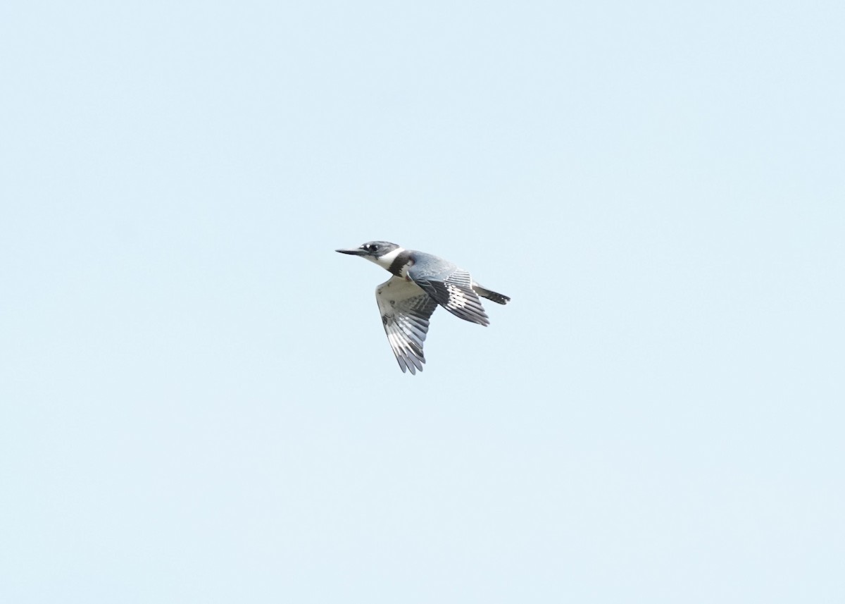 Belted Kingfisher - ML642632115