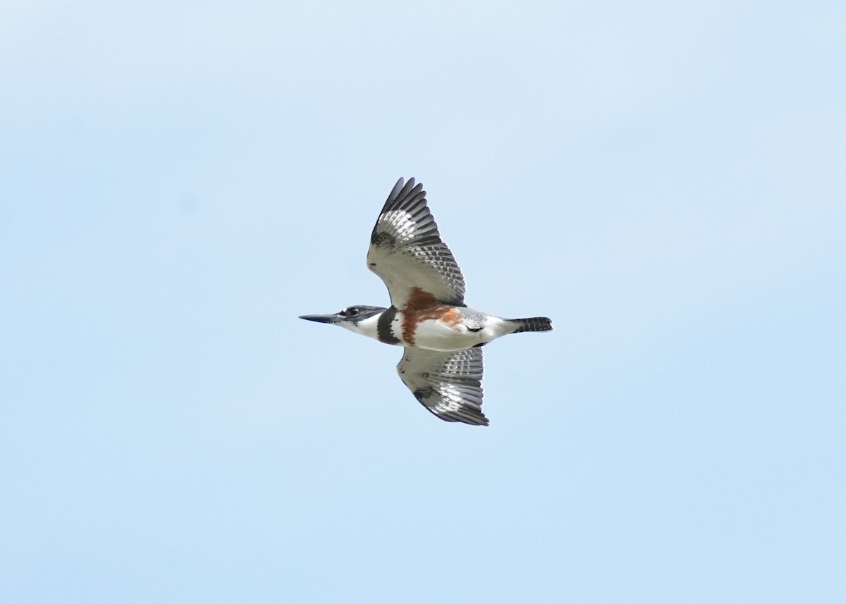 Belted Kingfisher - ML642632116