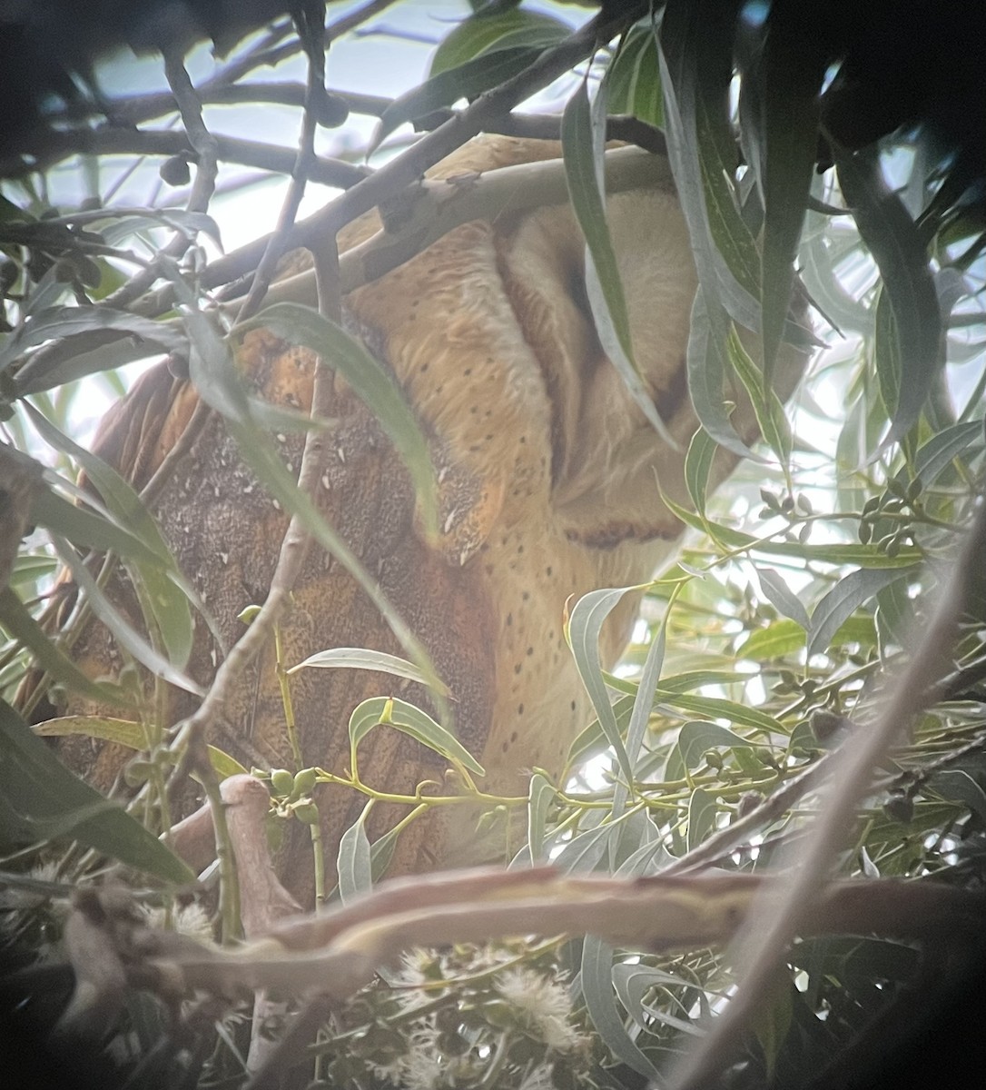 American Barn Owl - ML642632146