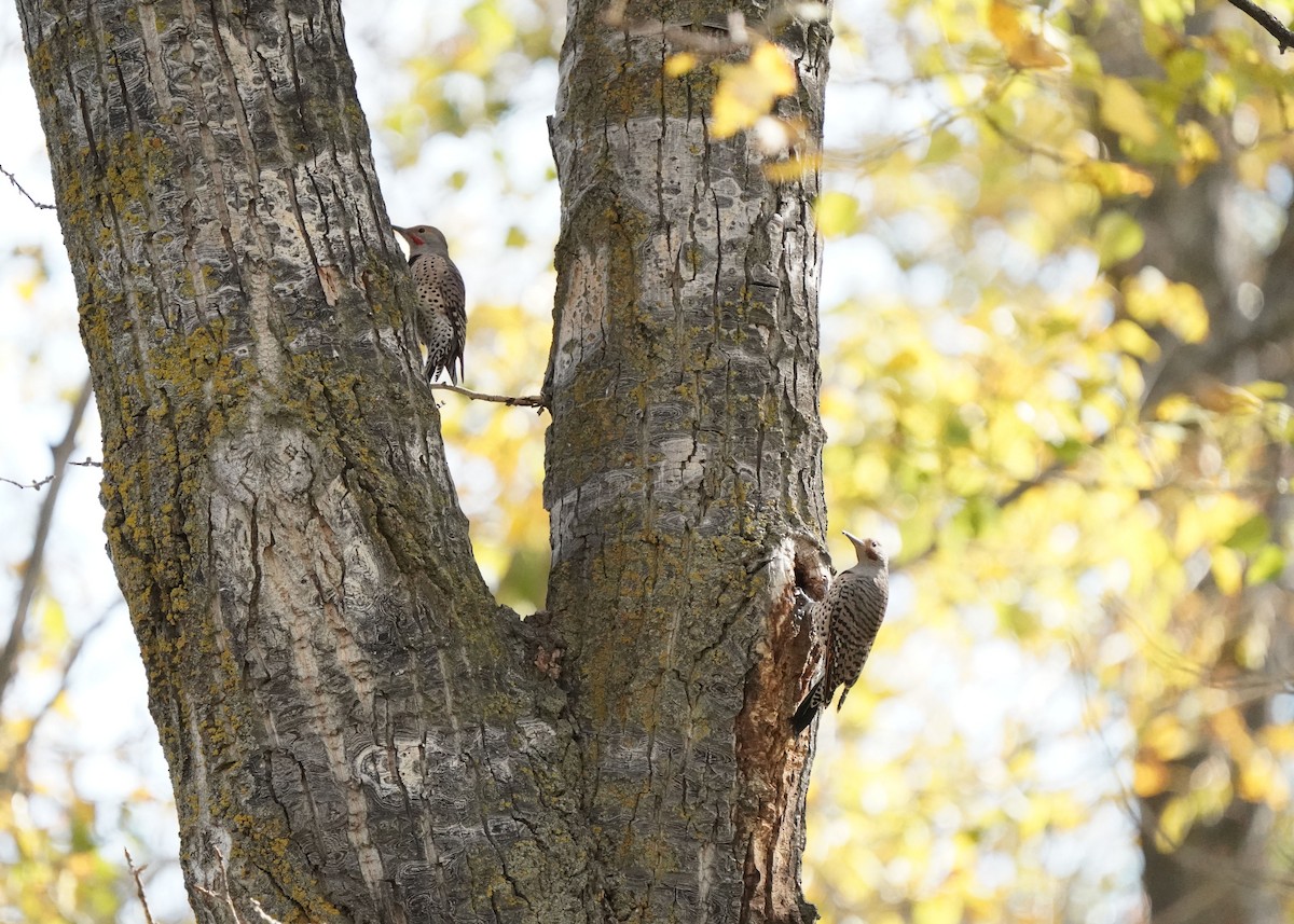 Northern Flicker - ML642632153