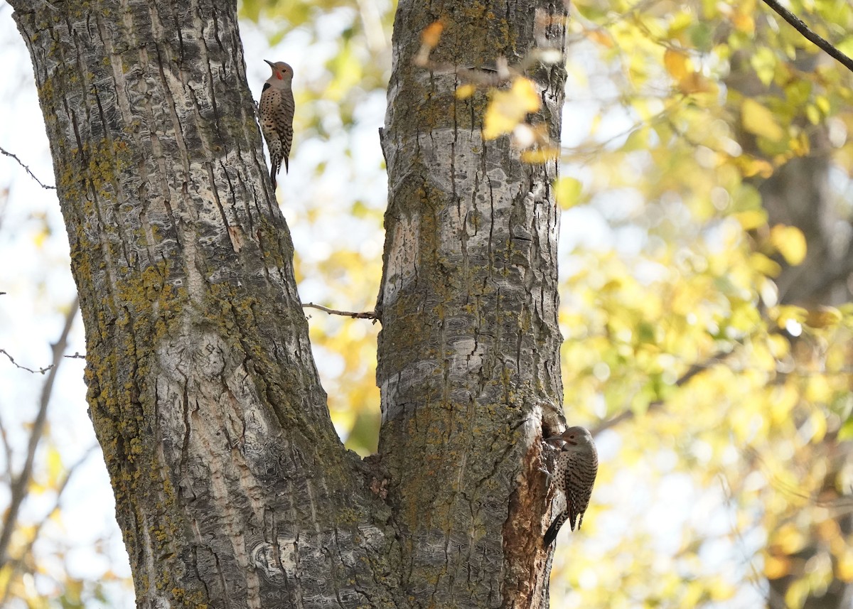 Northern Flicker - ML642632154