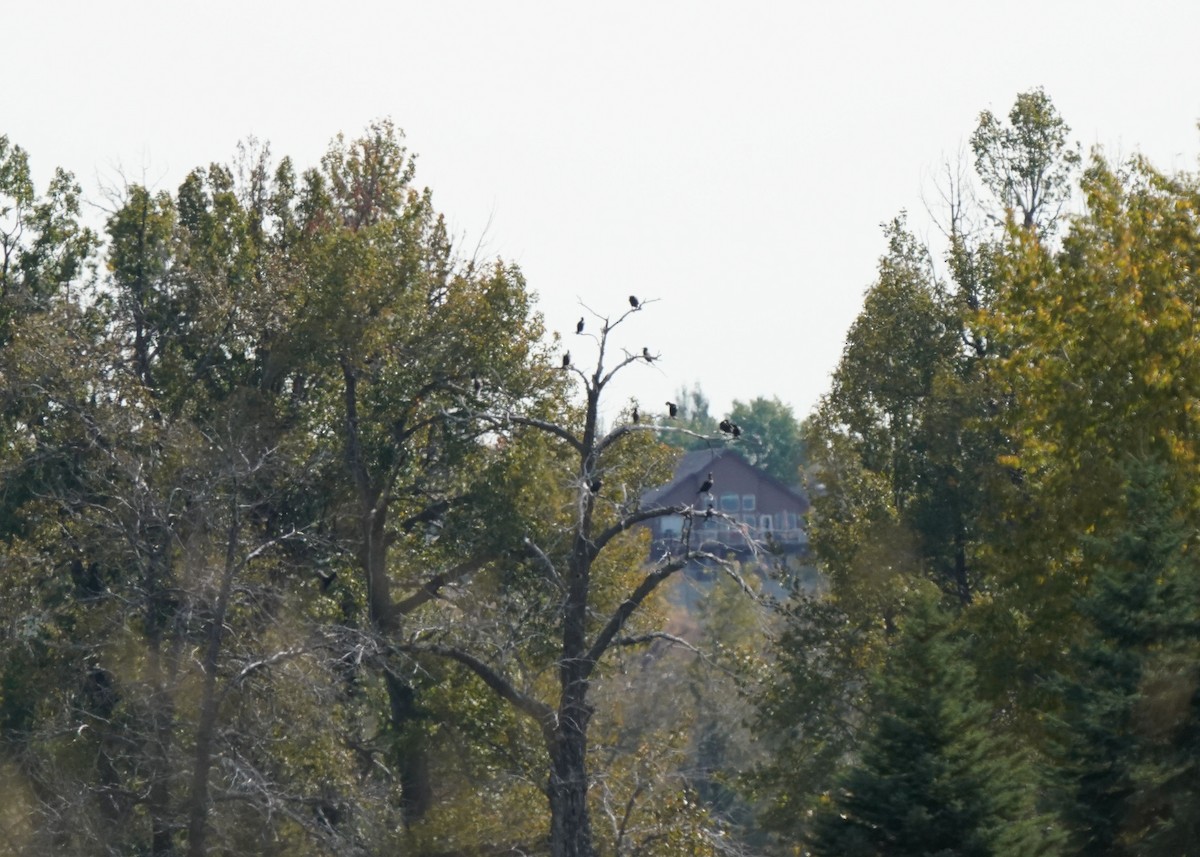Double-crested Cormorant - ML642632167