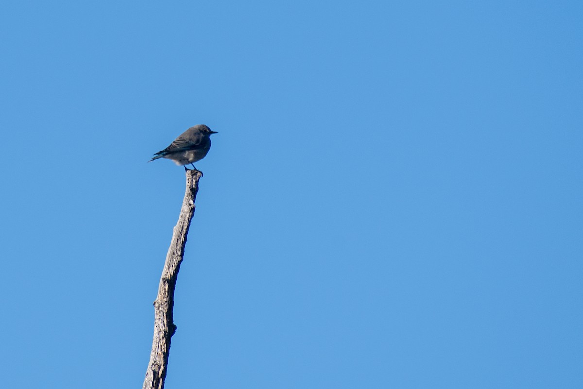 Mountain Bluebird - ML642632168
