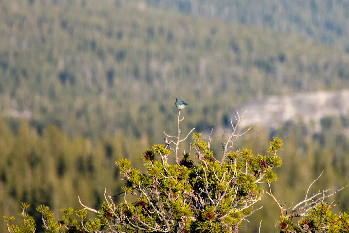 Mountain Bluebird - ML642632169