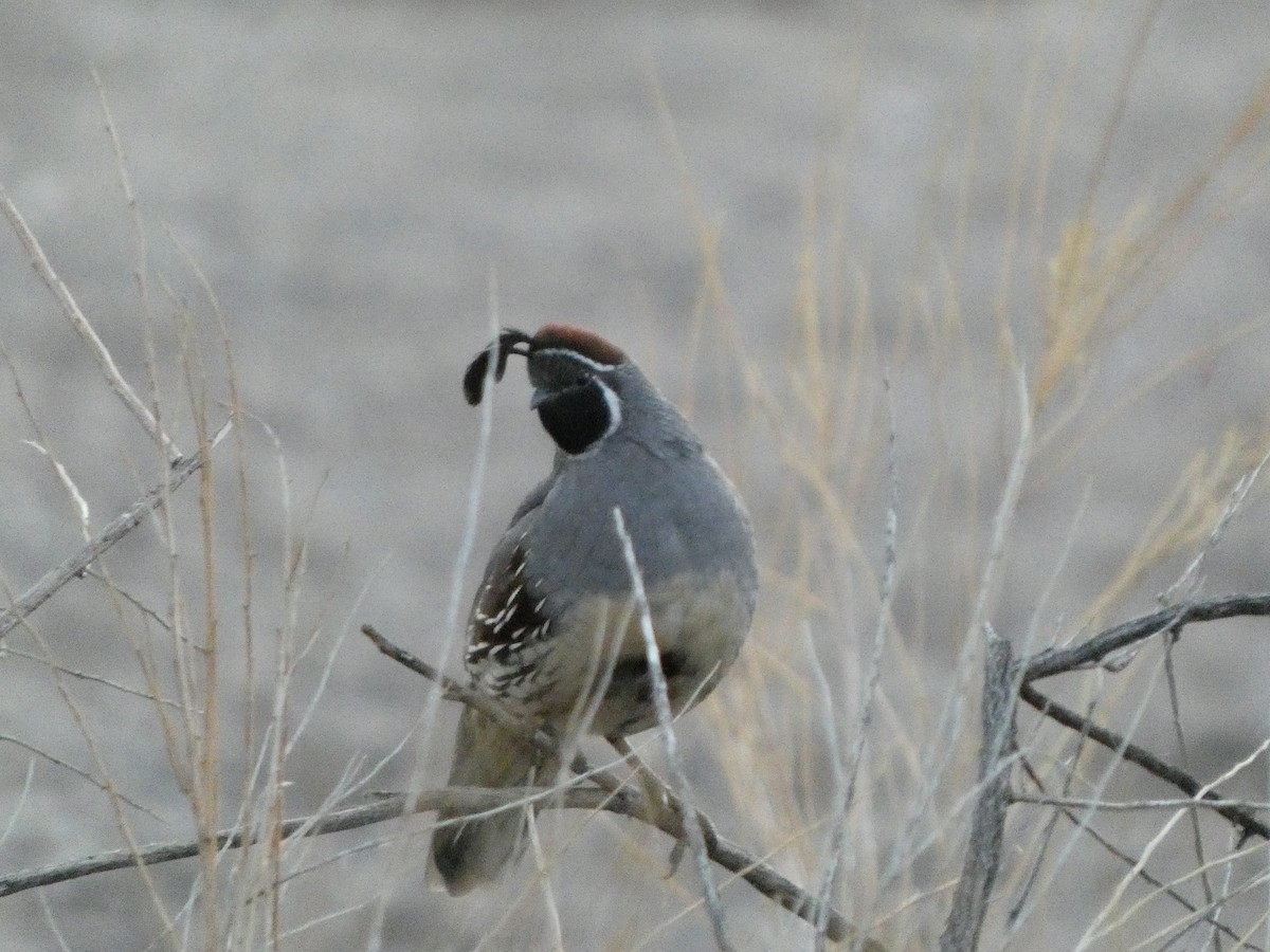 Gambel's Quail - ML642632184
