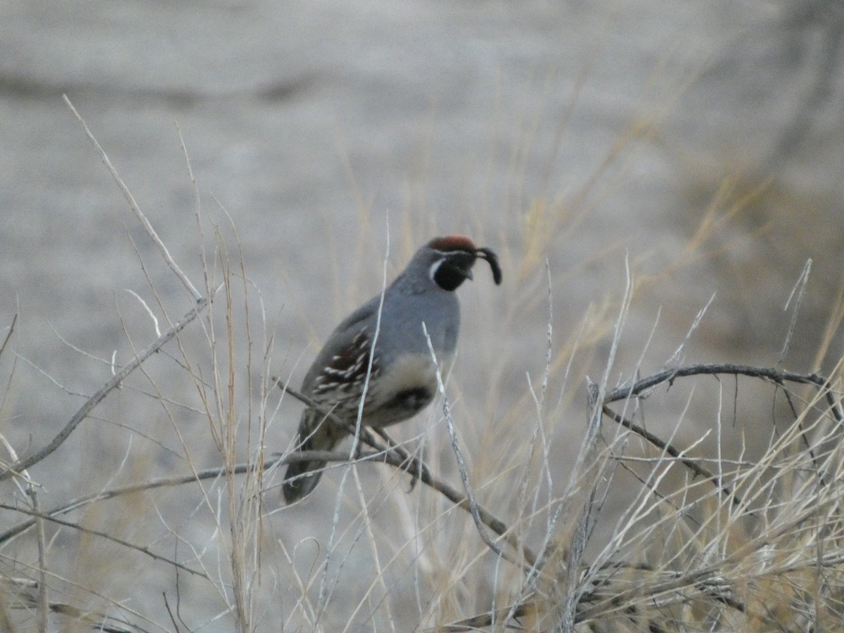 Gambel's Quail - ML642632186