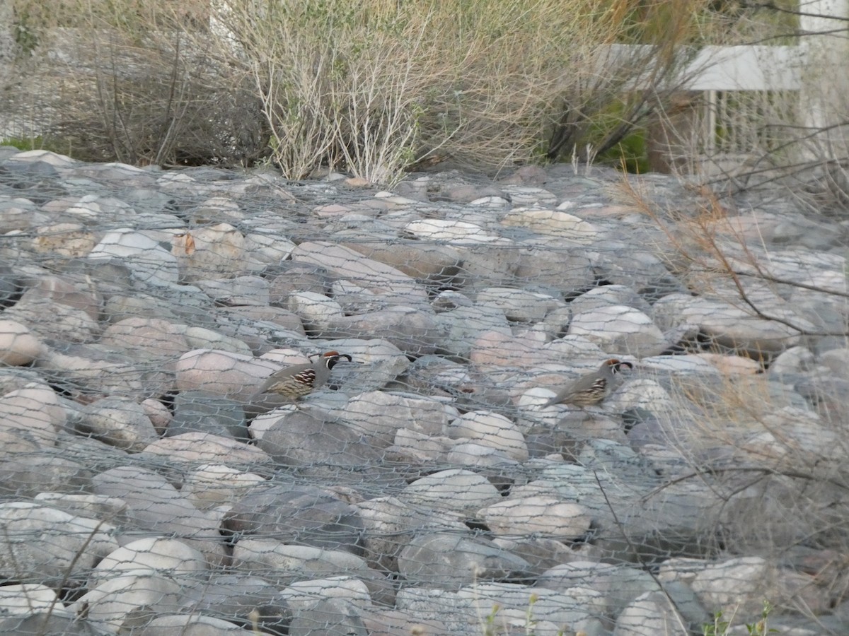 Gambel's Quail - ML642632195