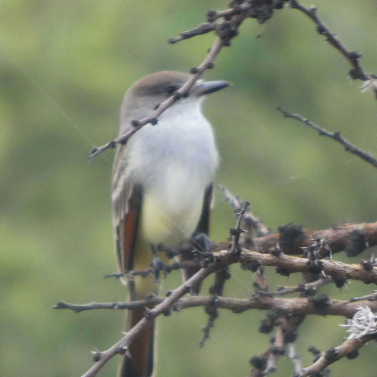 Ash-throated Flycatcher - ML642632198
