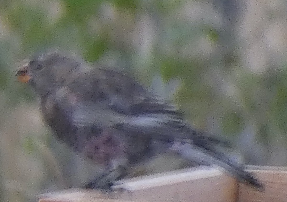 Gray-crowned Rosy-Finch - ML642632223