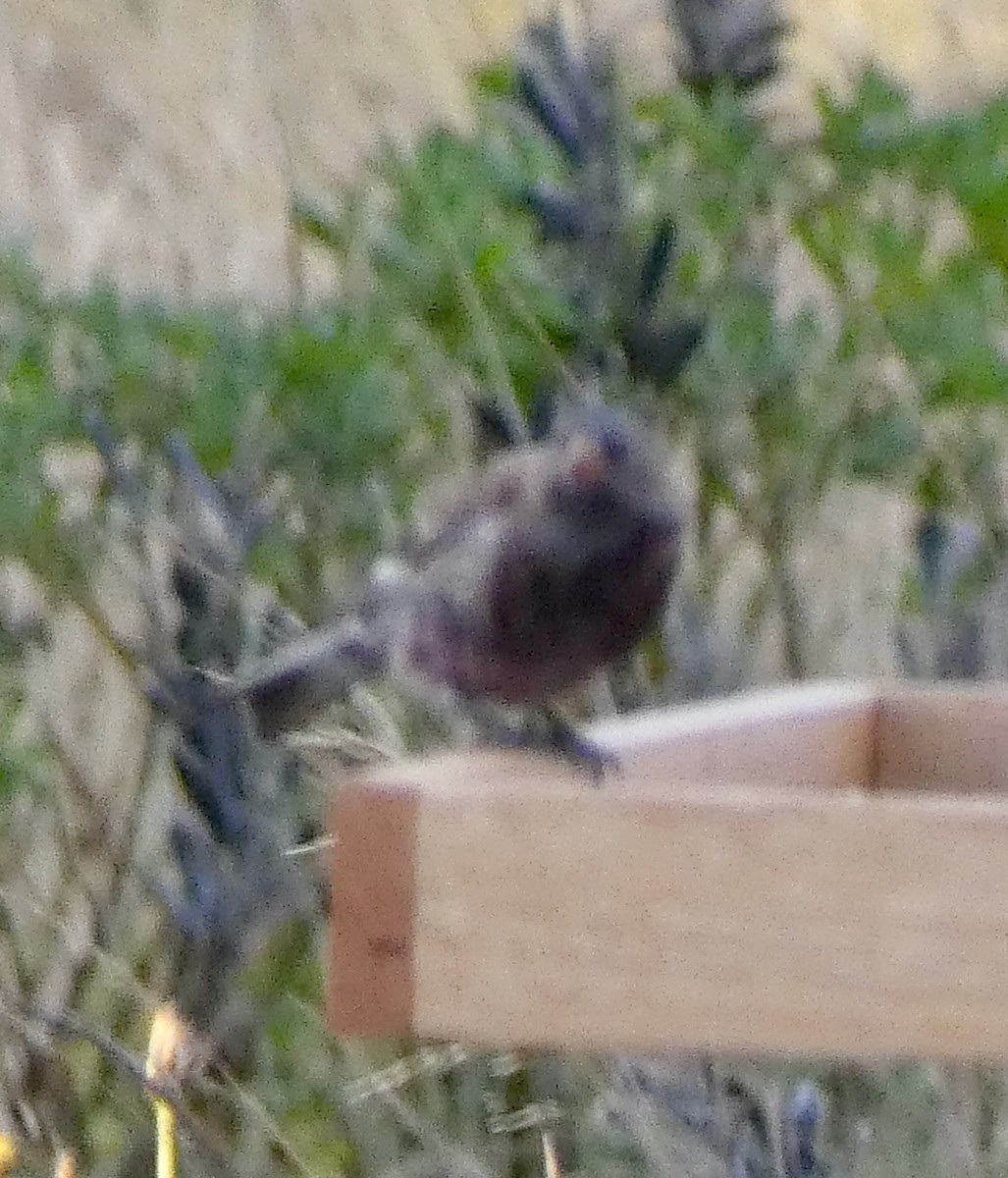 Gray-crowned Rosy-Finch - ML642632225