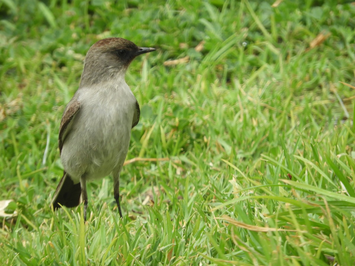 Dormilona Carinegra - ML642632247
