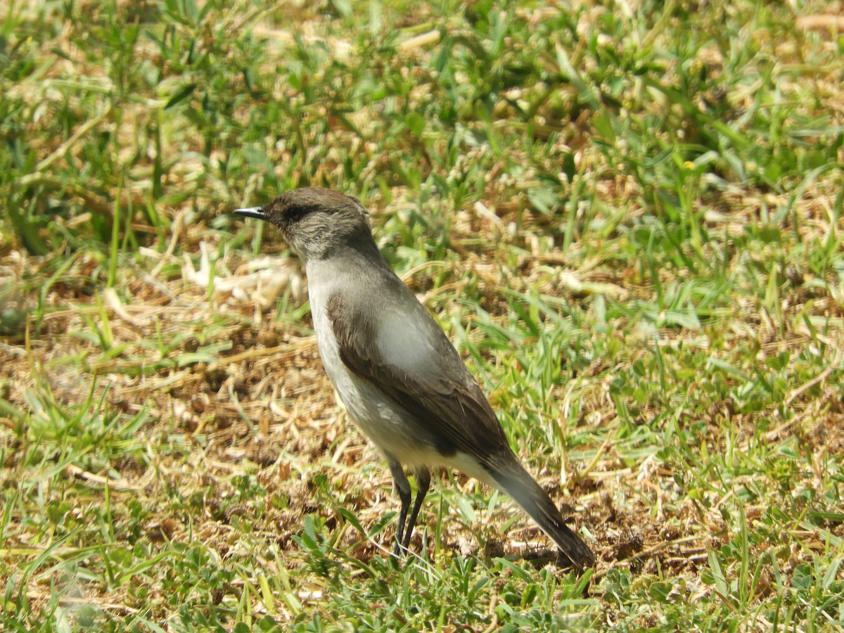 Dormilona Carinegra - ML642632255