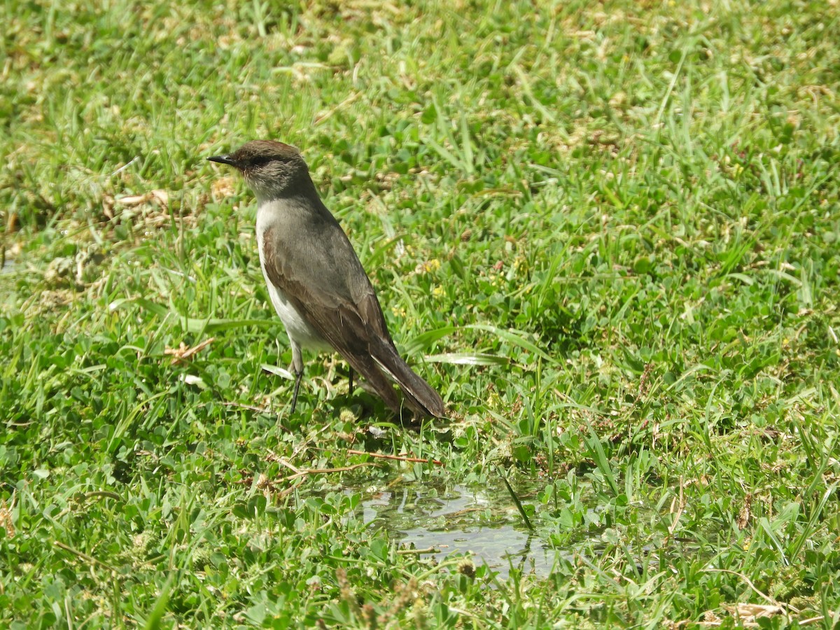 Dormilona Carinegra - ML642632257