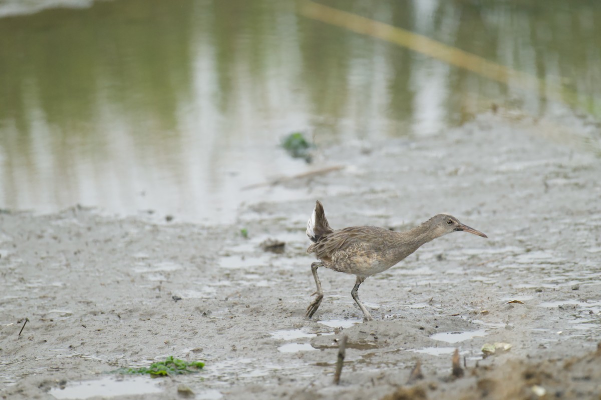 chřástal atlantický (ssp. crepitans/waynei) - ML642632263
