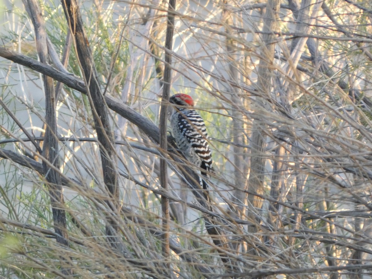 Ladder-backed Woodpecker - ML642632267