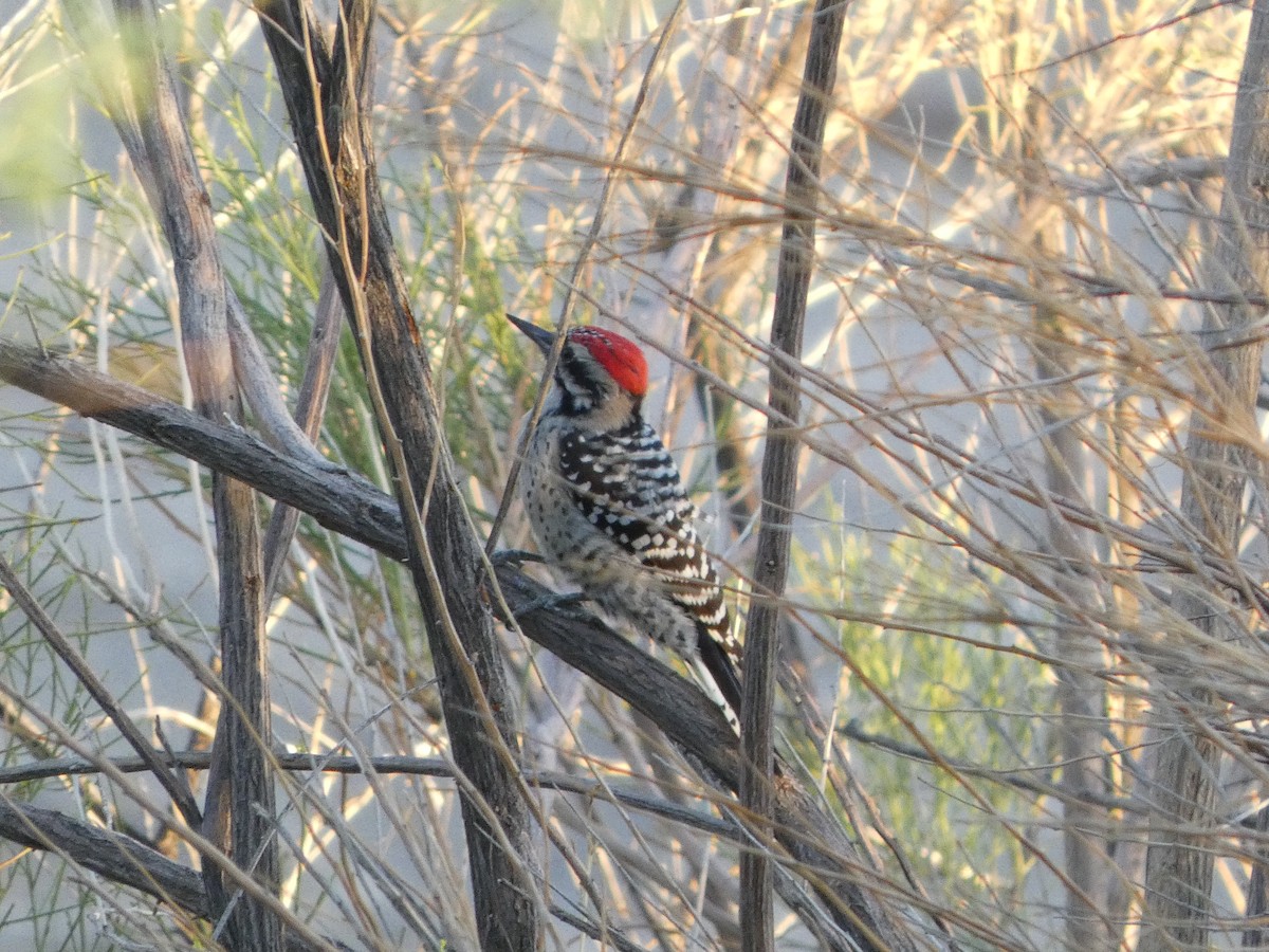 Ladder-backed Woodpecker - ML642632289