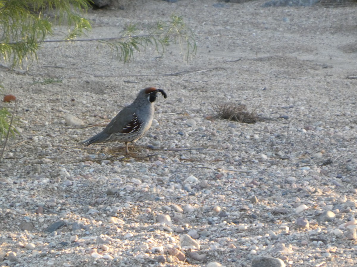 Gambel's Quail - ML642632296
