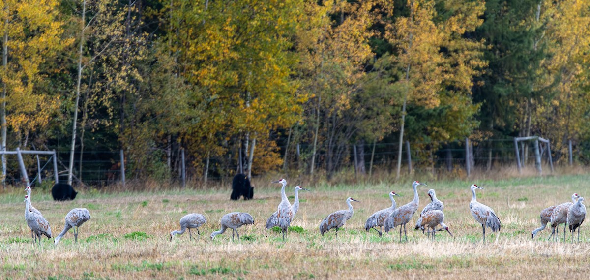 Sandhill Crane - ML642632301
