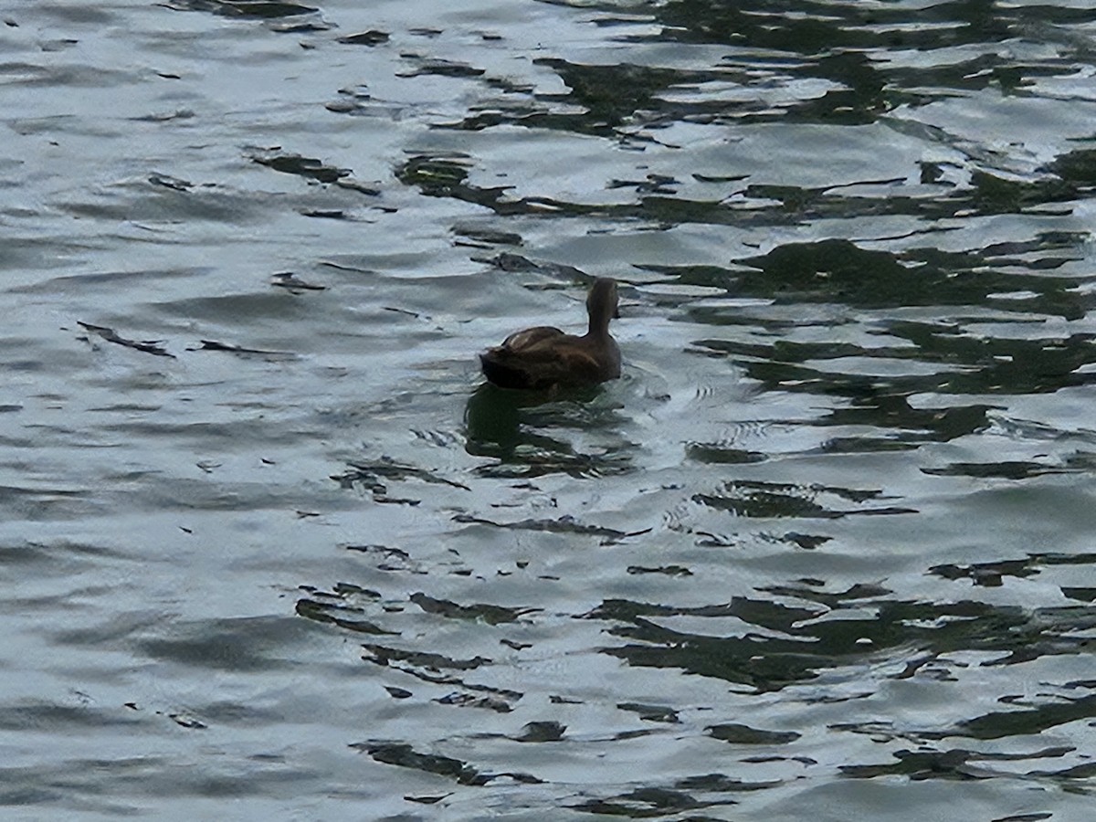 American Black Duck - ML642632330