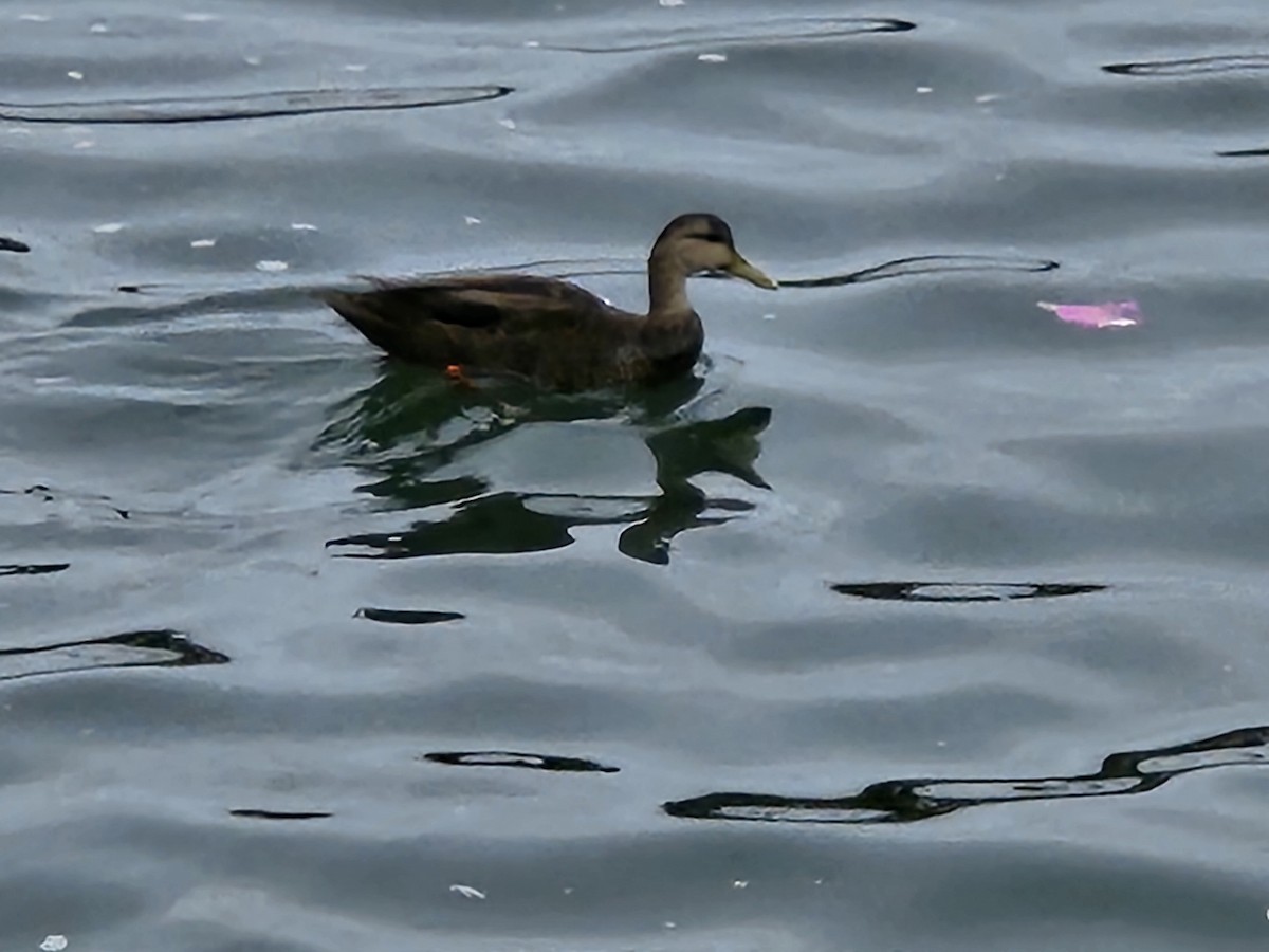 American Black Duck - ML642632331