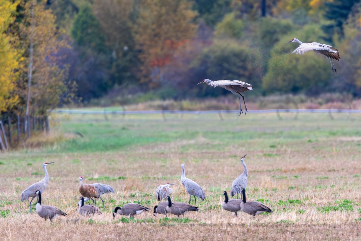 Sandhill Crane - ML642632336