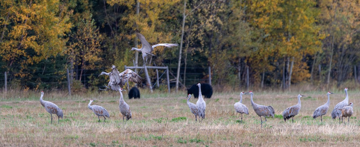 Sandhill Crane - ML642632352