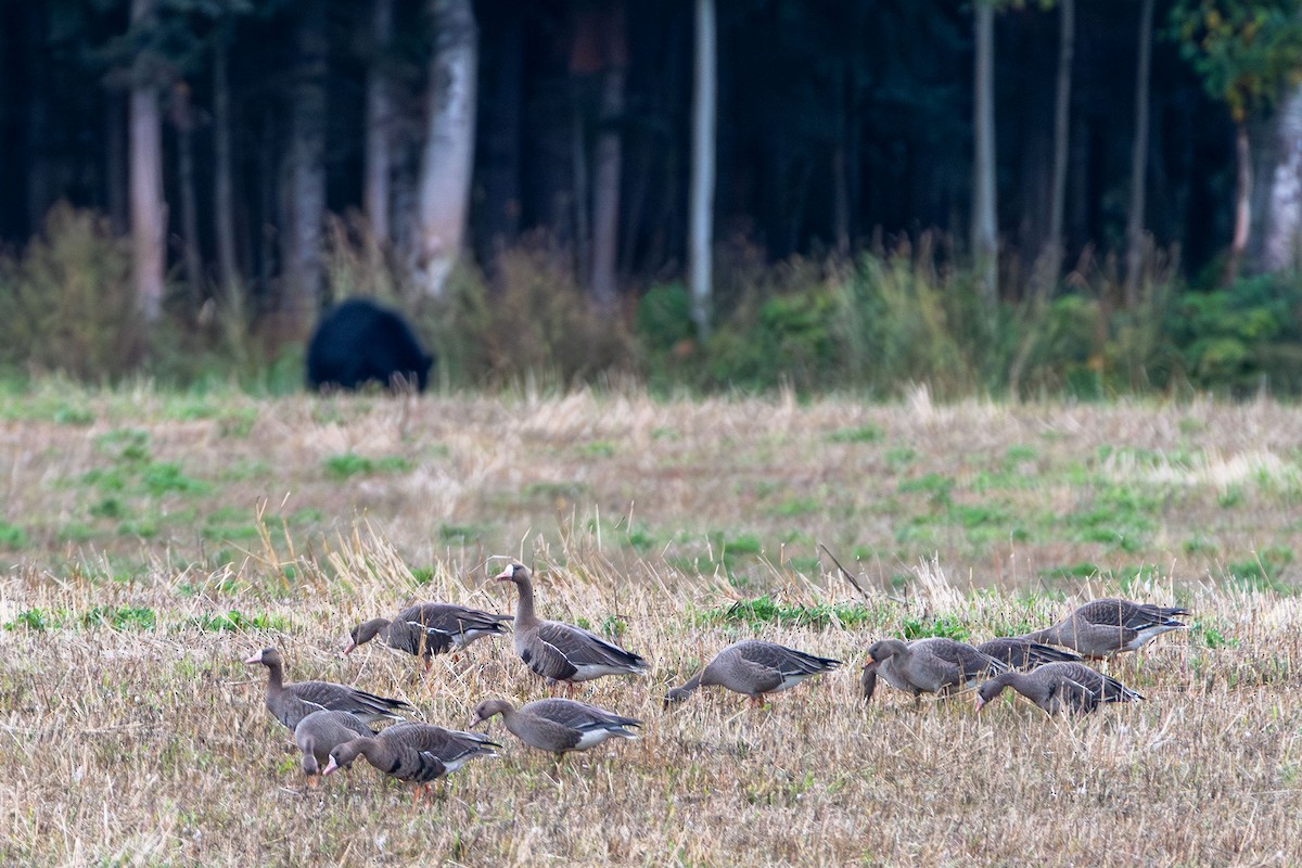 Greater White-fronted Goose - ML642632378