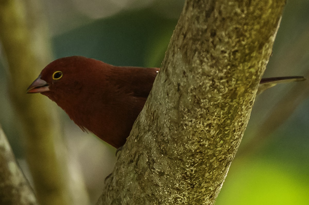 Red-billed Firefinch - ML642632385