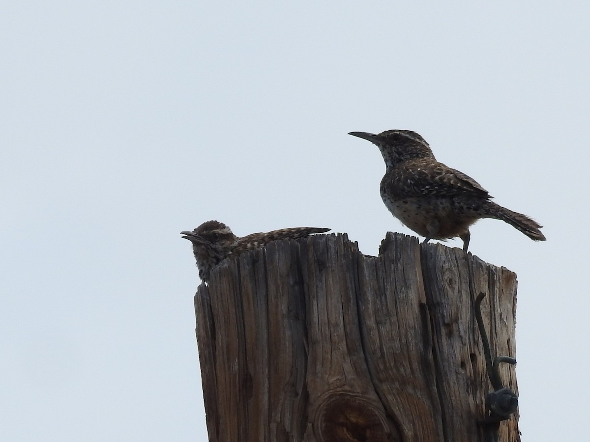 Cactus Wren - ML642632388