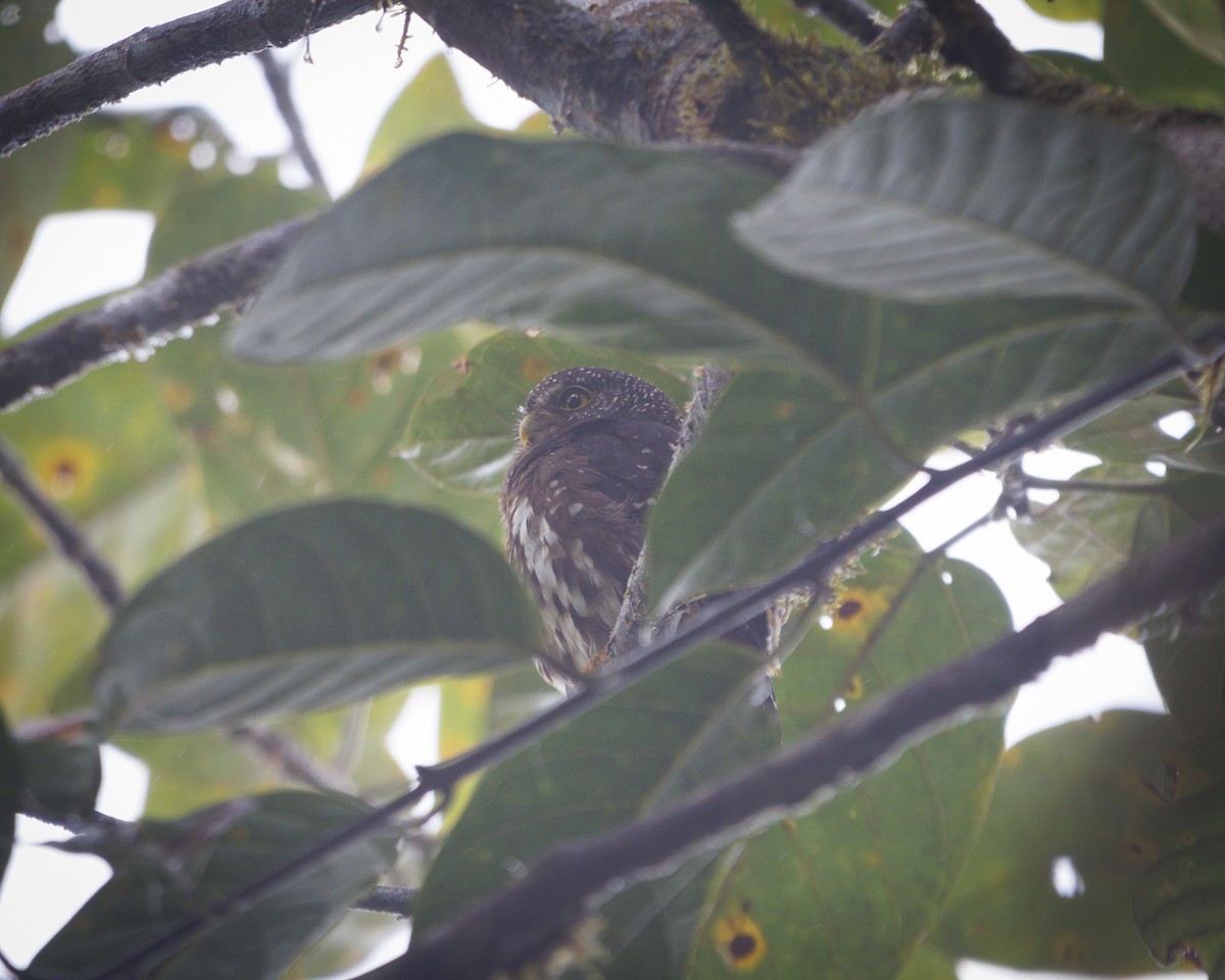 Cloud-forest Pygmy-Owl - ML642632389