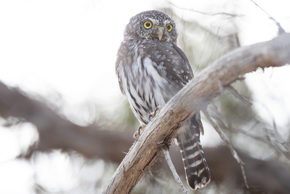 Northern Pygmy-Owl - ML642632390