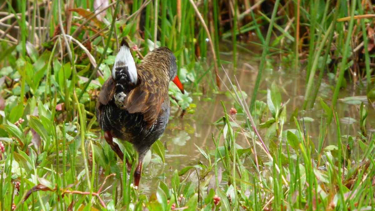 Bogota Rail - ML642632392