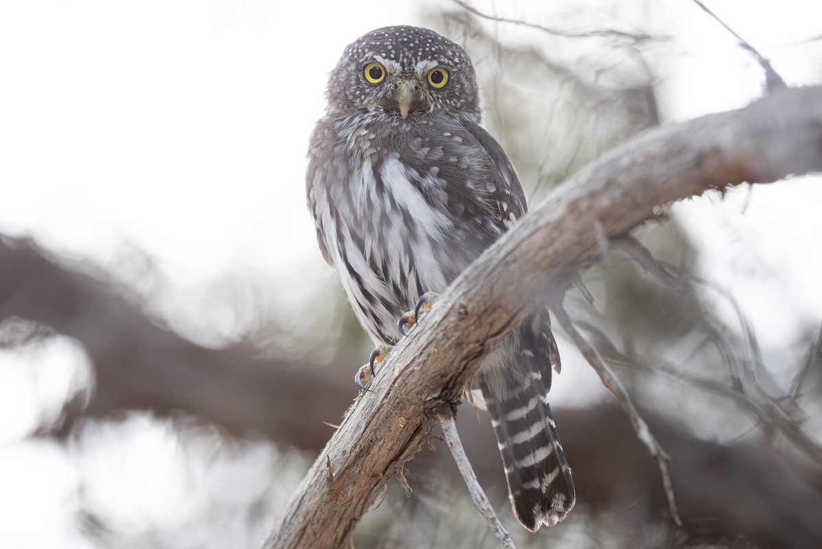 Northern Pygmy-Owl - ML642632395
