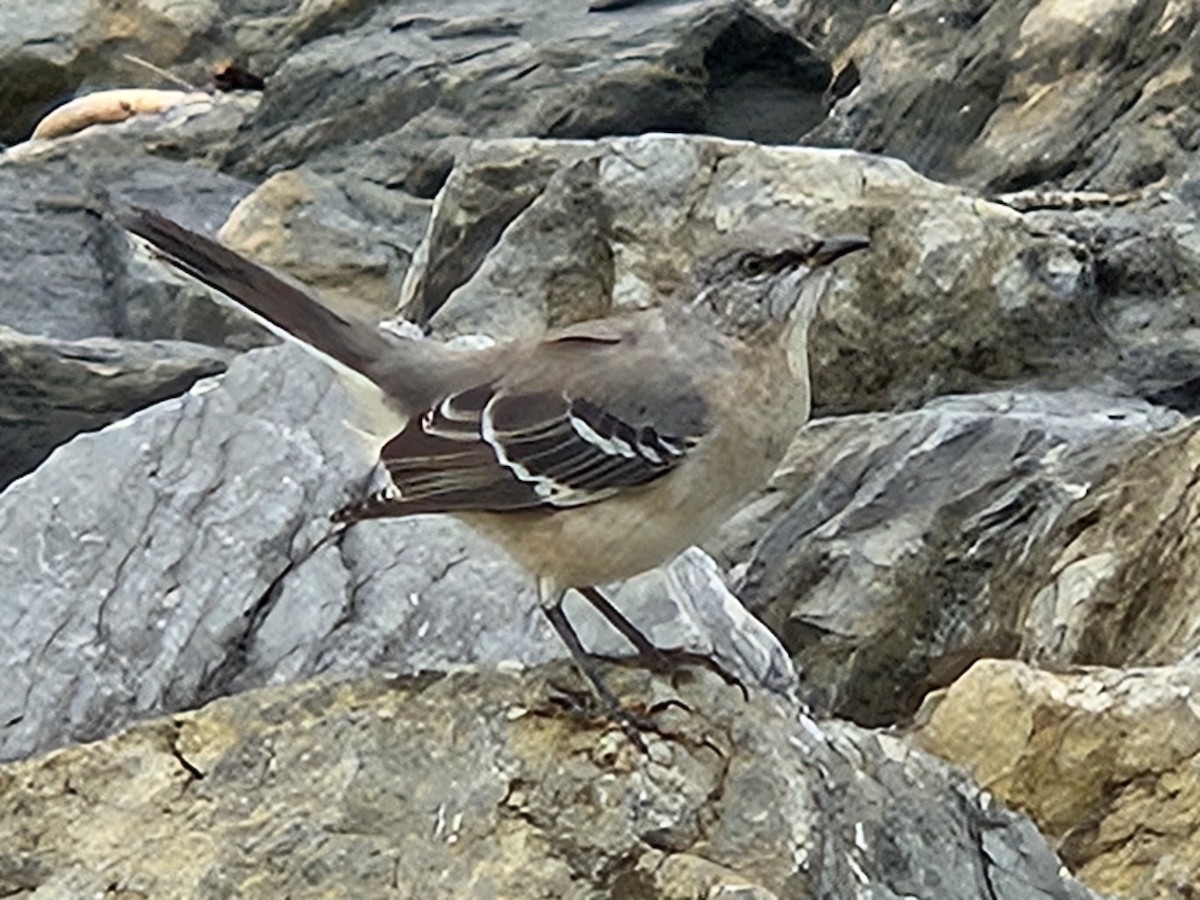 Northern Mockingbird - ML642632405
