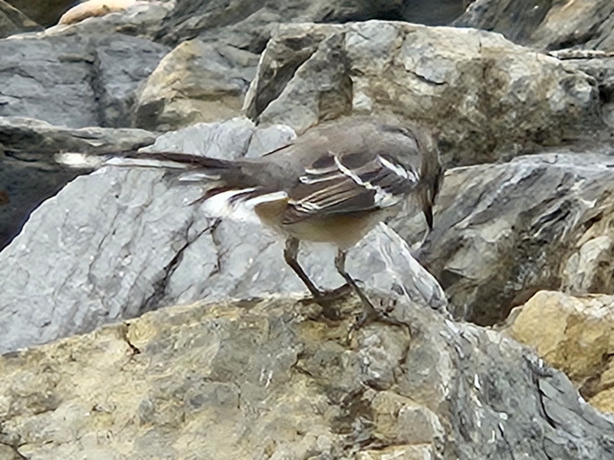 Northern Mockingbird - ML642632406