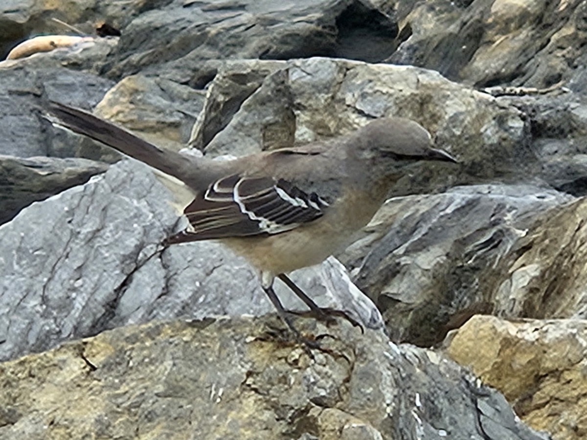 Northern Mockingbird - ML642632407