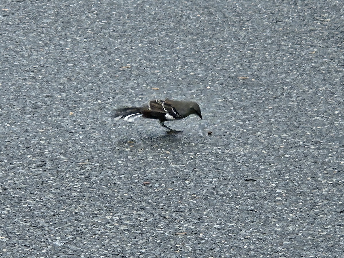 Northern Mockingbird - ML642632408