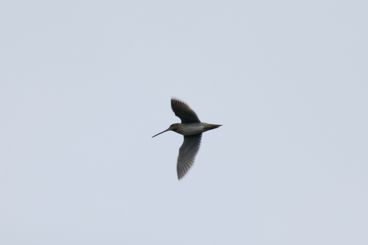 bekasina severoamerická - ML642632409