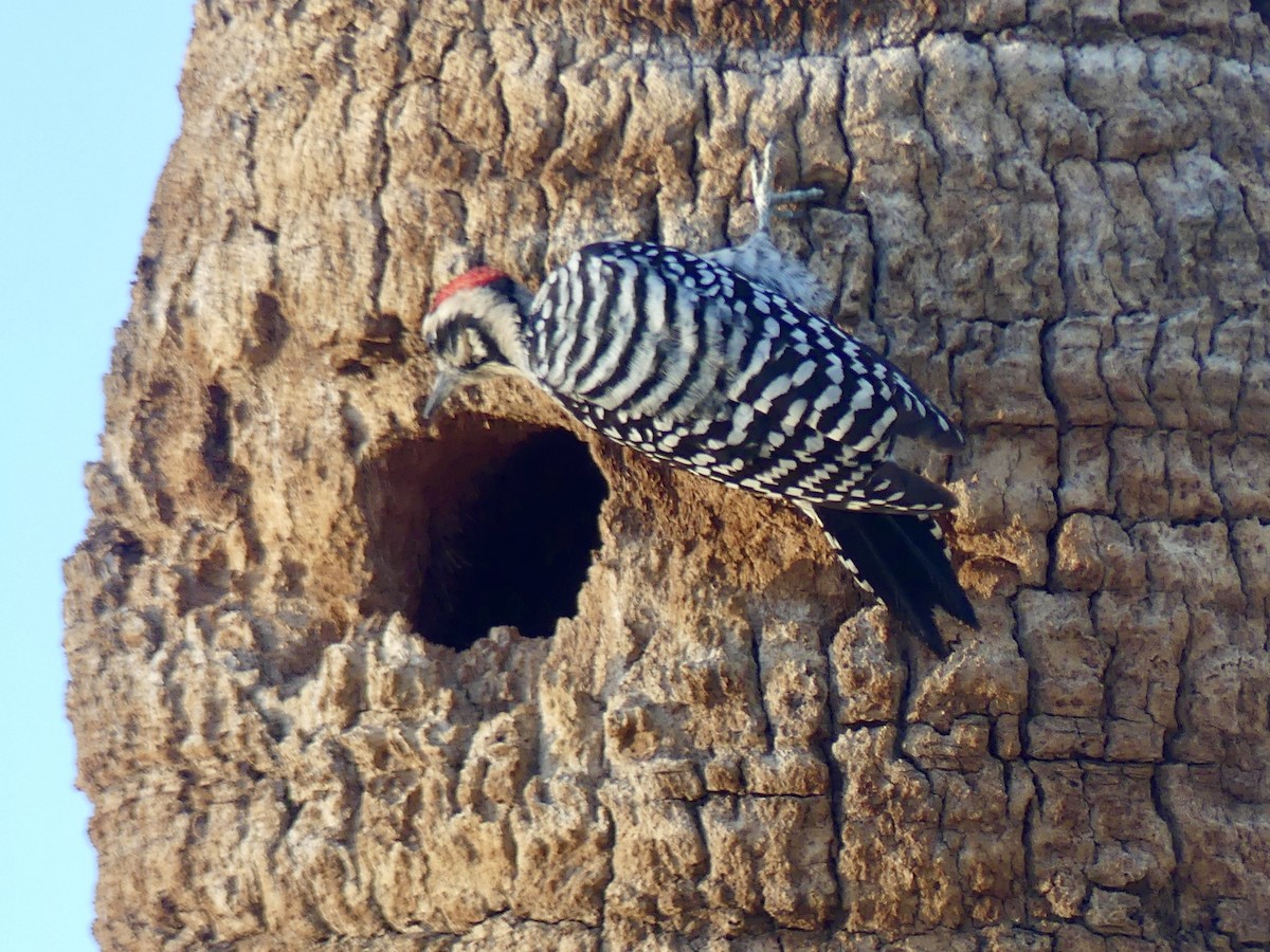 Ladder-backed Woodpecker - ML642632419